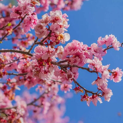 Cherry Blossom Seeds