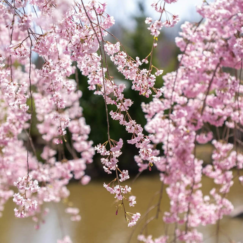 Cherry Blossom Seeds