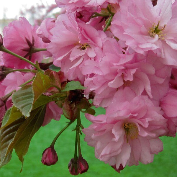 Cherry Blossom Seeds