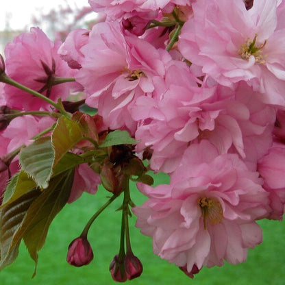Cherry Blossom Seeds