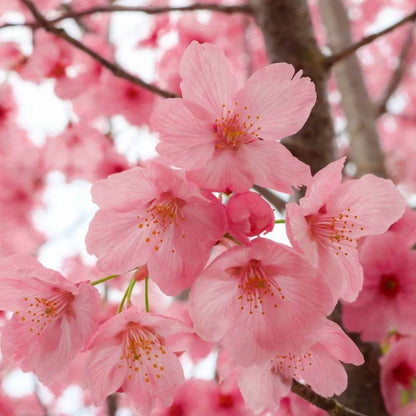 Cherry Blossom Tree Seeds - Heirloom Flower Plant for Home Gardens