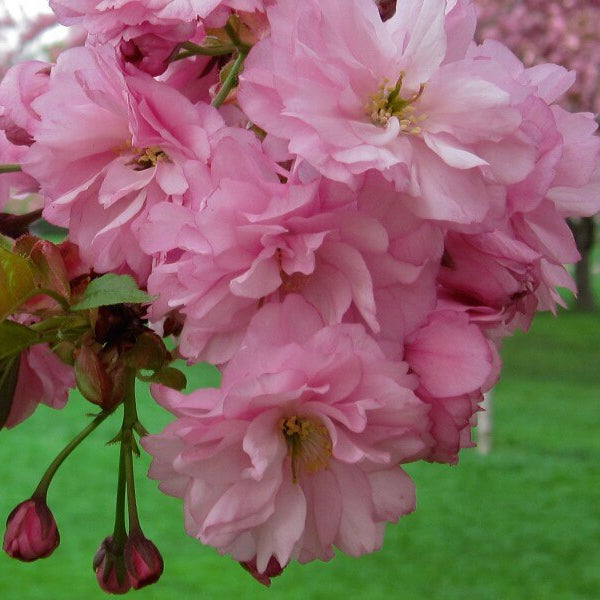 Cherry Blossom Tree Seeds - Heirloom Flower Plant for Home Gardens