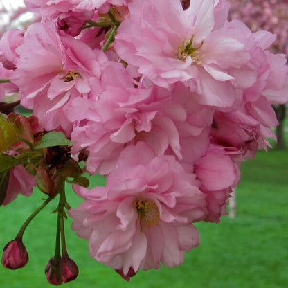 Cherry Blossom Tree Seeds - Heirloom Flower Plant for Home Gardens