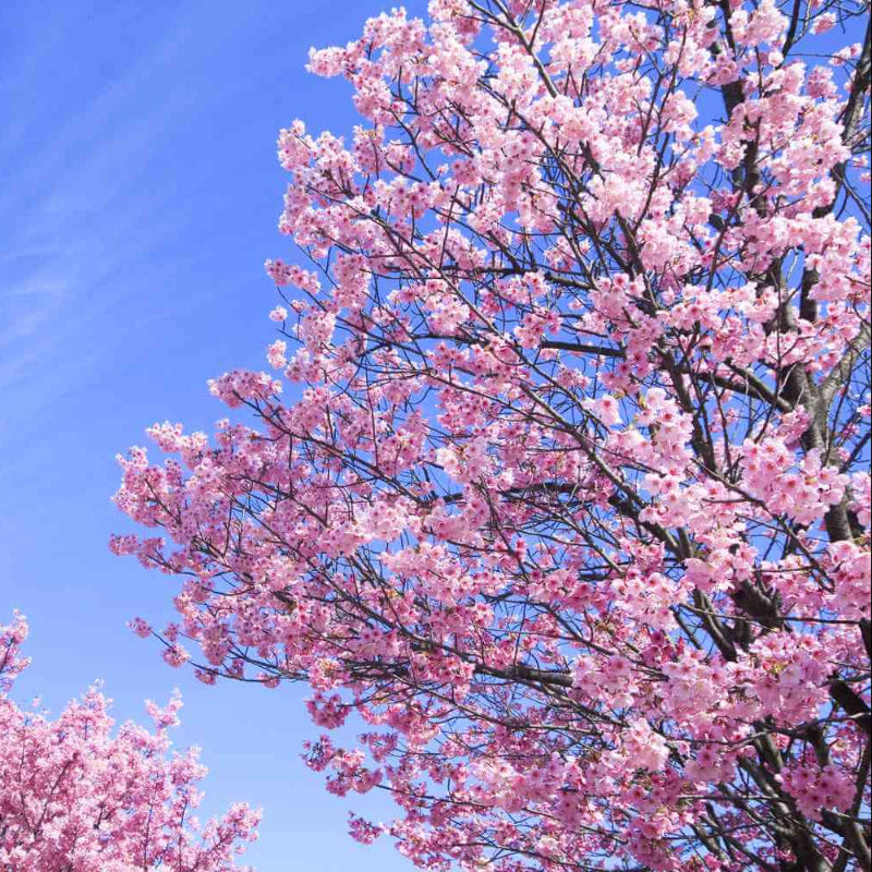 Cherry Blossom Tree Seeds - Heirloom Flower Plant for Home Gardens