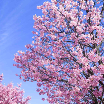 Cherry Blossom Tree Seeds - Heirloom Flower Plant for Home Gardens