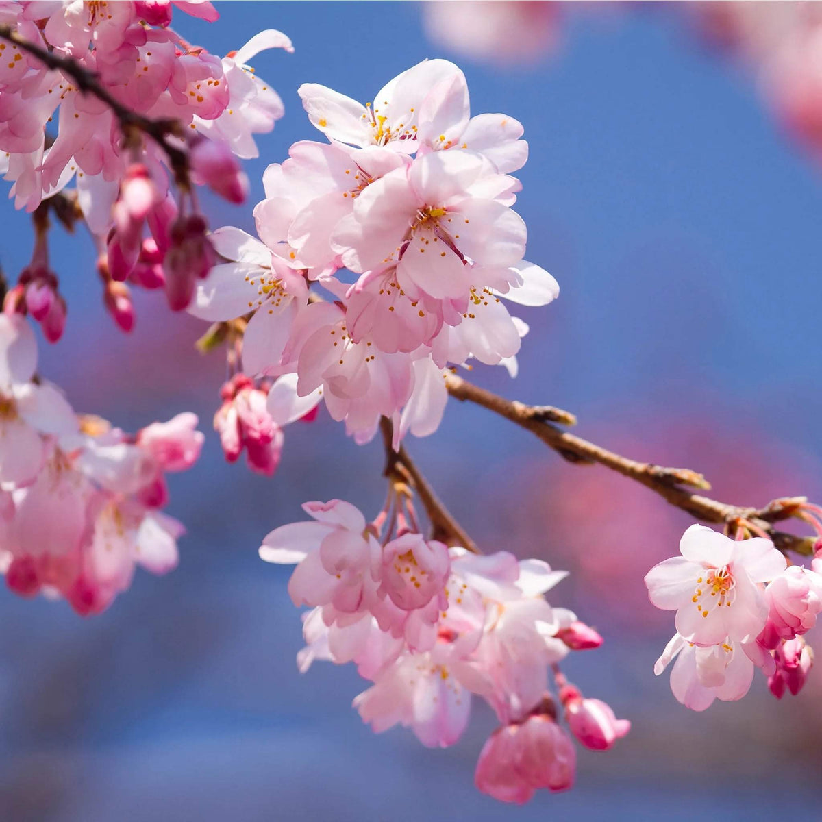 Cherry Blossom Tree Seeds - Heirloom Flower Plant for Home Gardens
