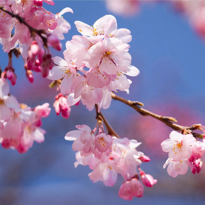 Cherry Blossom Tree Seeds - Heirloom Flower Plant for Home Gardens