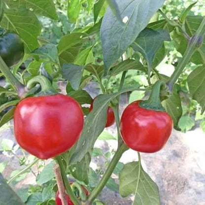 Cherry Bomb Pepper Seeds - Vegetable Plant