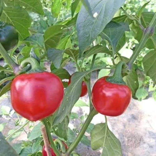 Cherry Bomb Pepper Seeds - Vegetable Plant