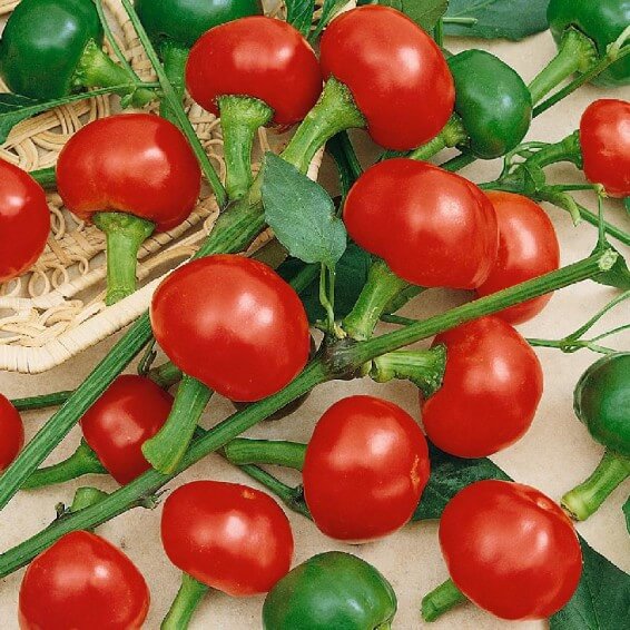 Cherry Bomb Pepper Seeds - Vegetable Plant