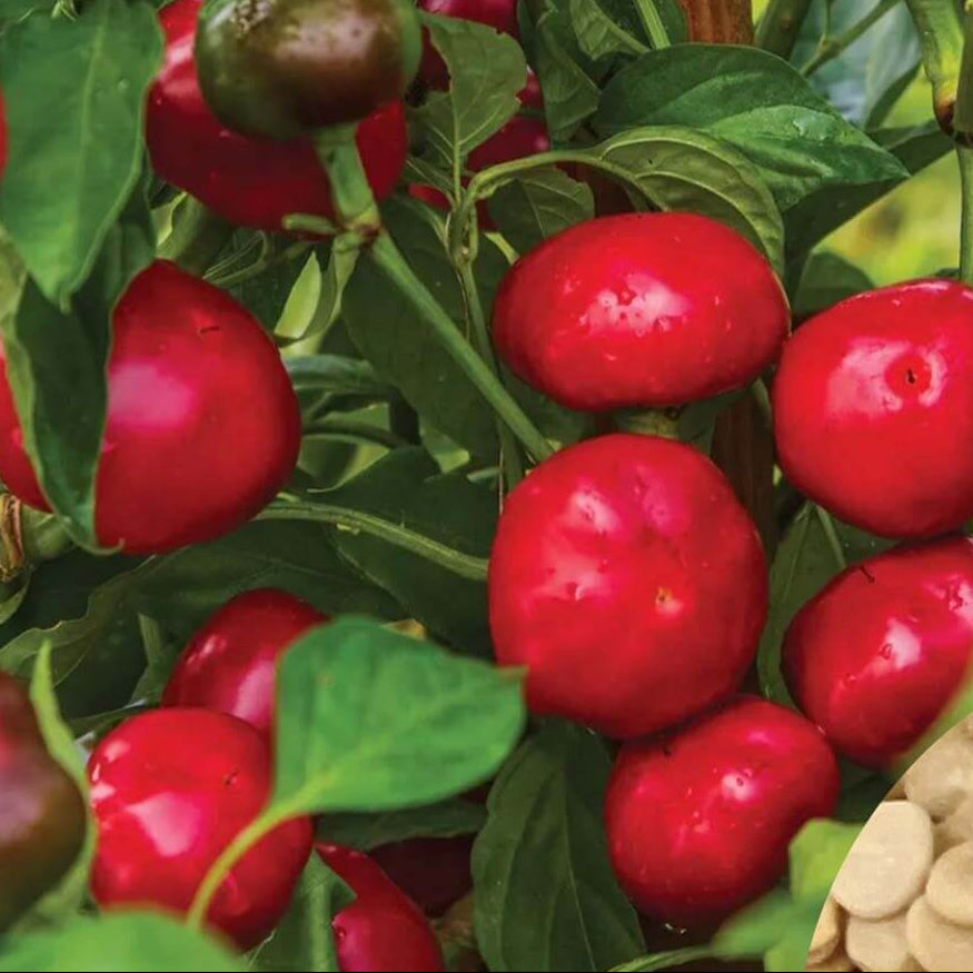 Cherry Pepper Seeds  - Vegetable Plant 