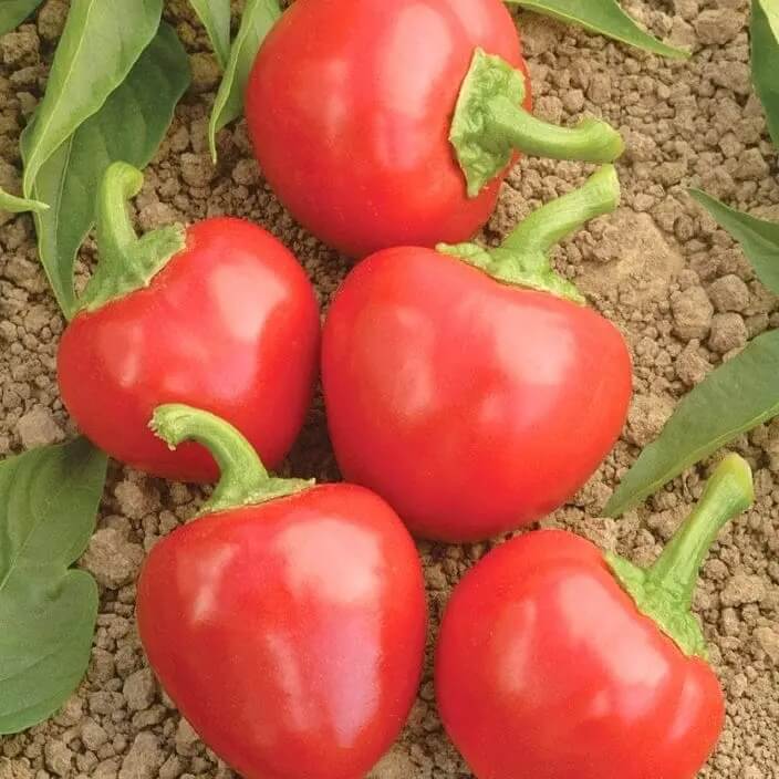 Cherry Pepper Seeds  - Vegetable Plant 