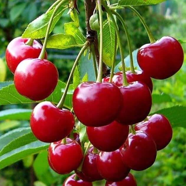 Cherry Seeds - Fruit for Home Gardens