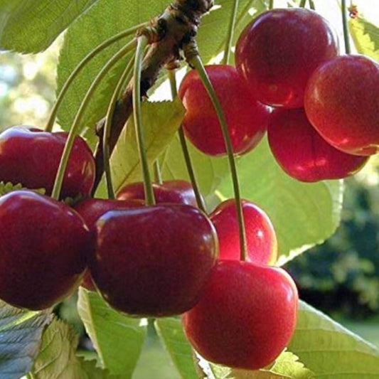 Cherry Seeds - Fruit for Home Gardens