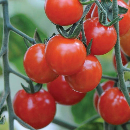 Cherry Tomato seeds - Vegetable Plant