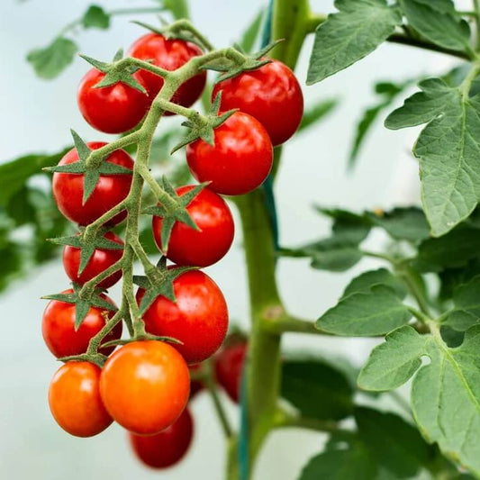 Cherry Tomato seeds - Vegetable Plant