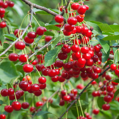 Cherry Tree Seeds