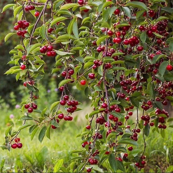 Cherry Tree Seeds