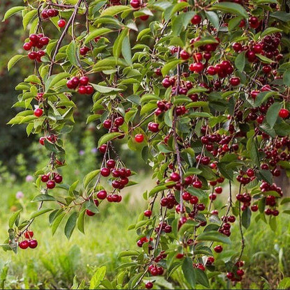 Cherry Tree Seeds