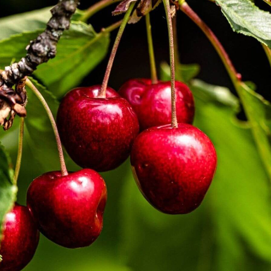 Cherry Tree Seeds