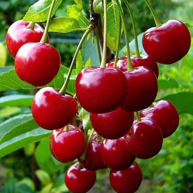 Cherry Tree Seeds