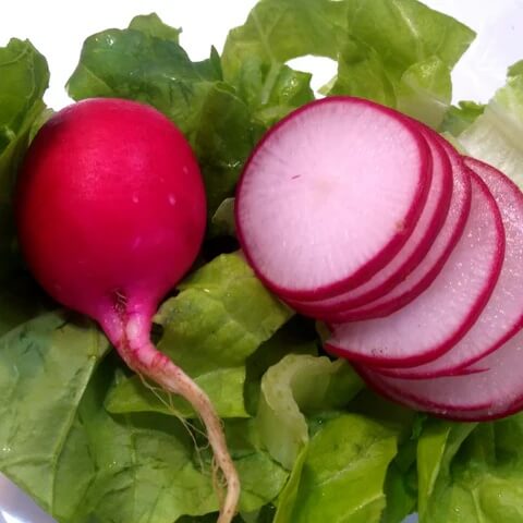 Cherry belle radish seeds - Vegetable Plant