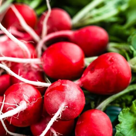 Cherry belle radish seeds - Vegetable Plant