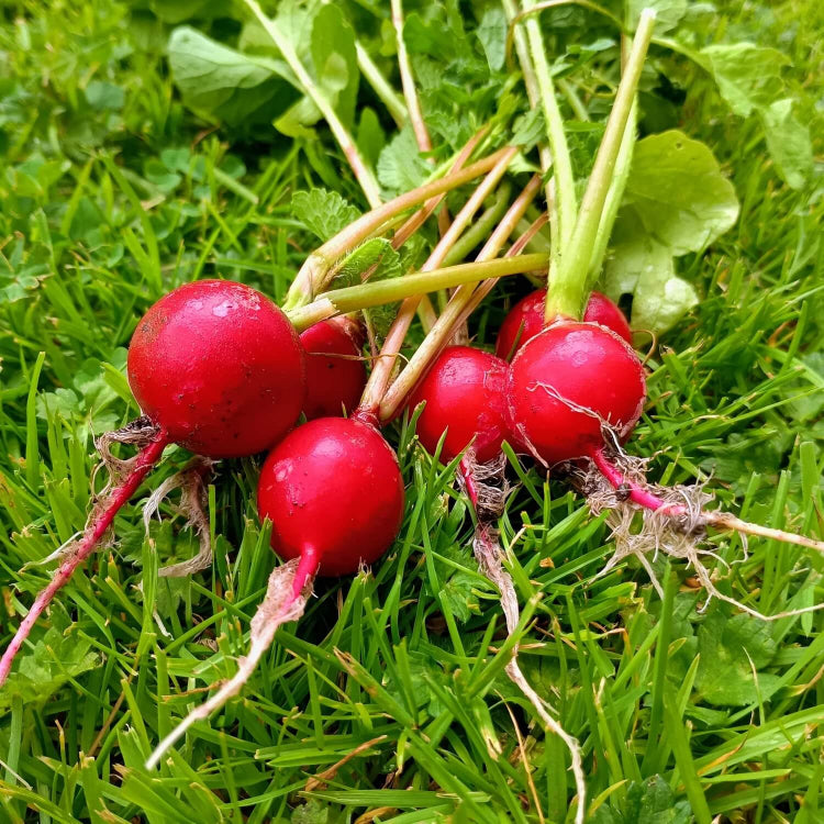 Cherry belle radish seeds - Vegetable Plant