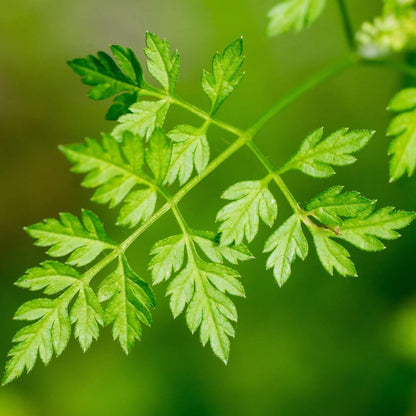 Chervil Seeds  - Herbal Plant