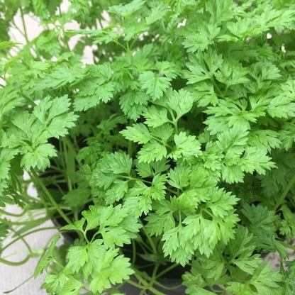 Chervil Seeds  - Herbal Plant