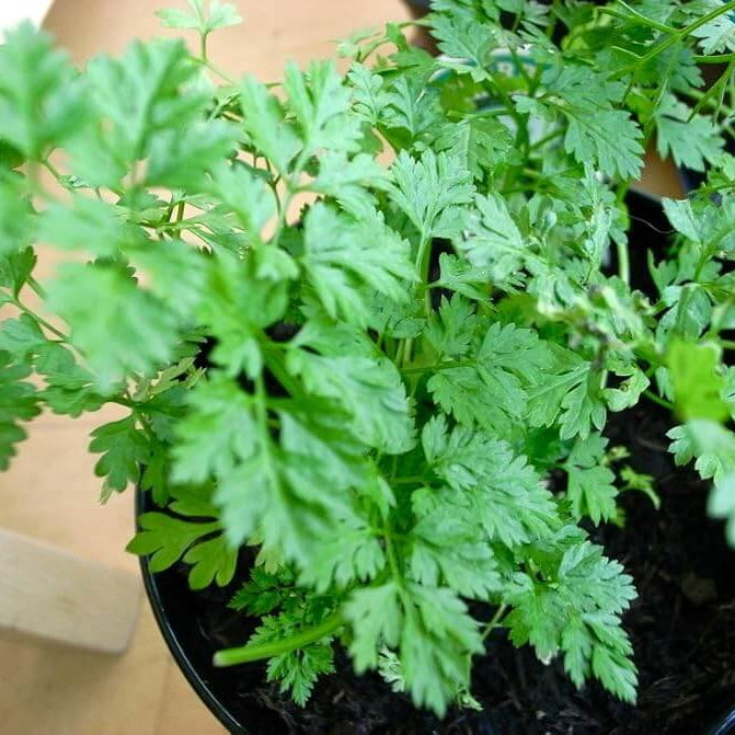 Chervil Seeds  - Herbal Plant
