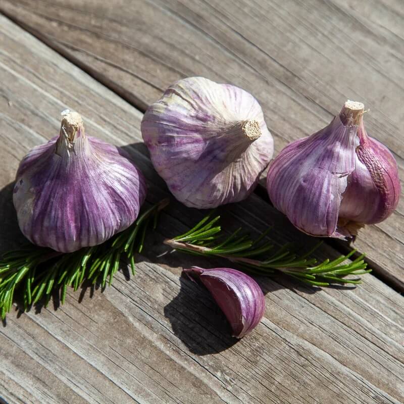 Chesnok red garlic seeds - Vegetable Plant