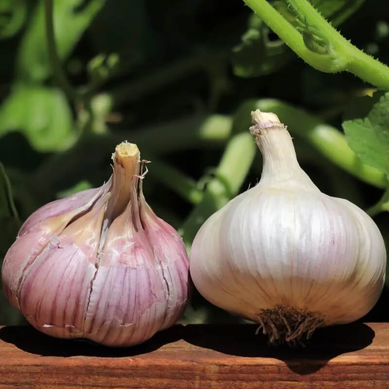 Chesnok red garlic seeds - Vegetable Plant