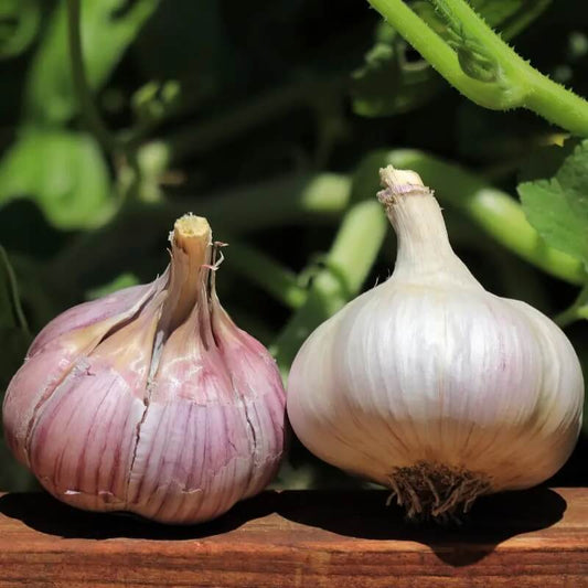 Chesnok red garlic seeds - Vegetable Plant