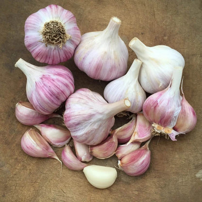Chesnok red garlic seeds - Vegetable Plant