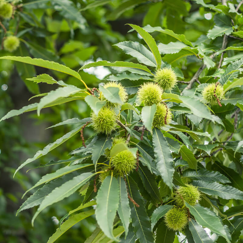 Chestnut Seeds - Fruit Plant for Home Gardens