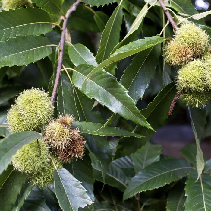 Chestnut Seeds - Fruit Plant for Home Gardens