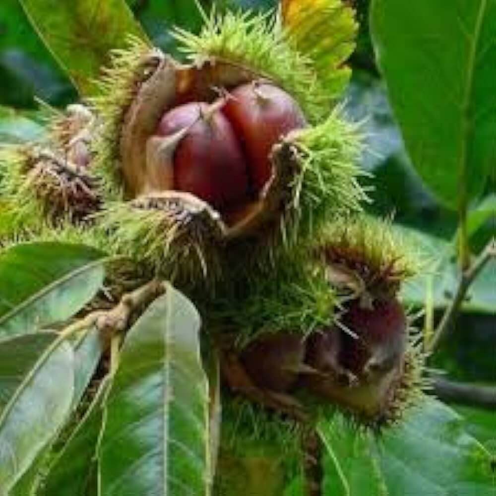 Chestnut Seeds - Fruit Plant for Home Gardens