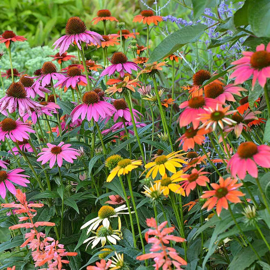 Cheyenne Spirit Coneflower Seeds - Flower Plant