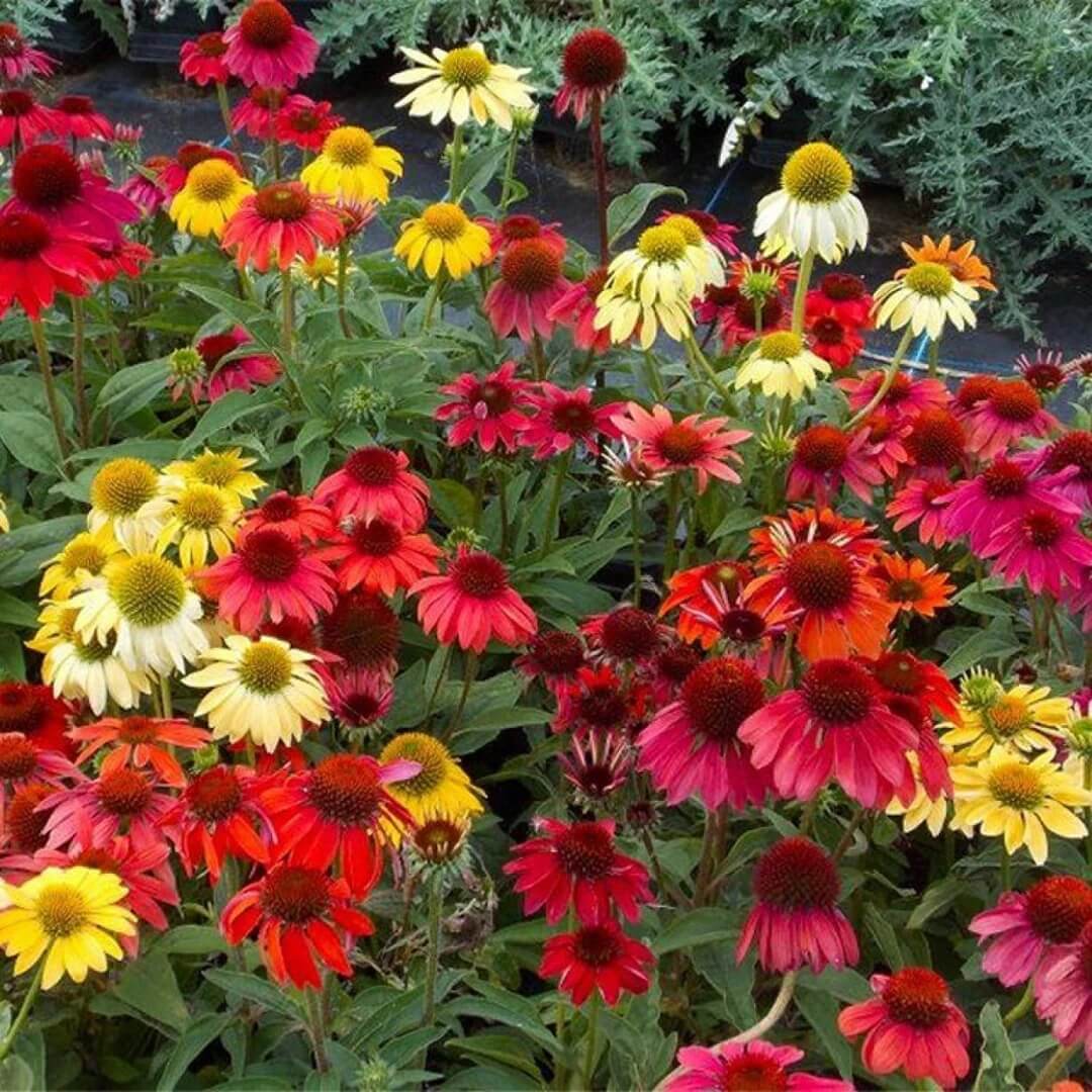 Cheyenne Spirit Coneflower Seeds - Flower Plant