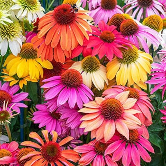 Cheyenne Spirit Coneflower Seeds - Flower Plant