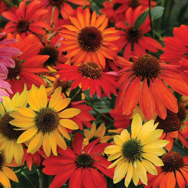 Cheyenne Spirit Echinacea Seeds - Herbal Plant