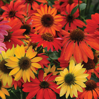 Cheyenne Spirit Echinacea Seeds - Herbal Plant