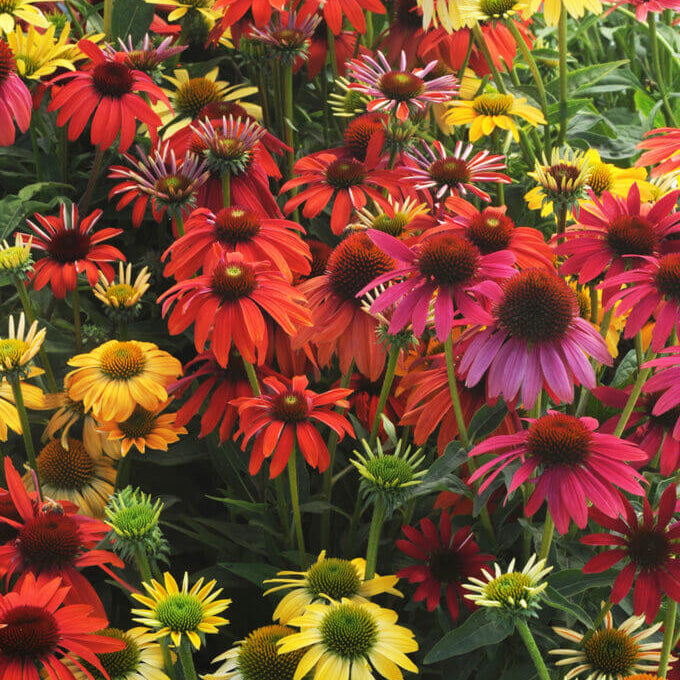 Cheyenne Spirit Echinacea Seeds - Herbal Plant