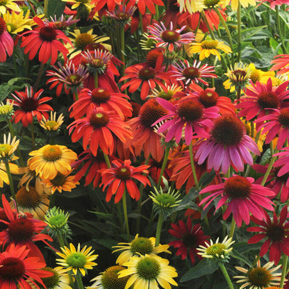Cheyenne Spirit Echinacea Seeds - Herbal Plant
