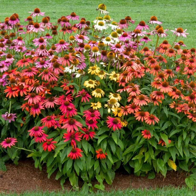 Cheyenne Spirit Mixed Echinacea Seeds