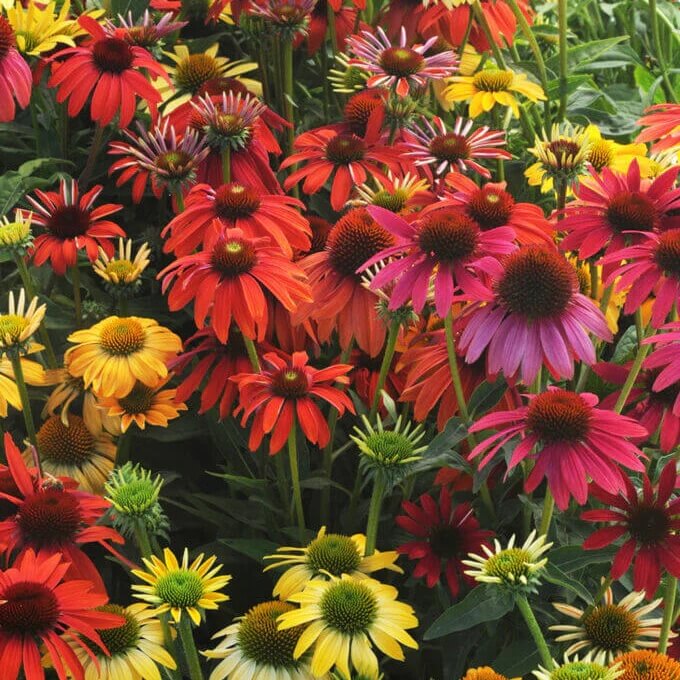 Cheyenne Spirit Mixed Echinacea Seeds