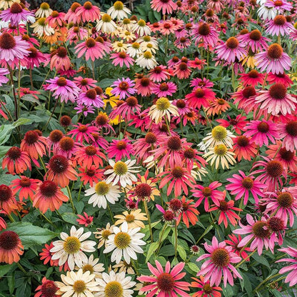 Cheyenne Spirit Mixed Echinacea Seeds