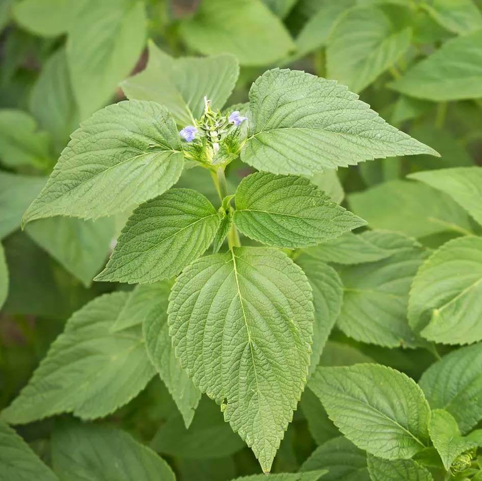 Chia Plant Seeds - Heirloom Herbal Plant for Home Gardens