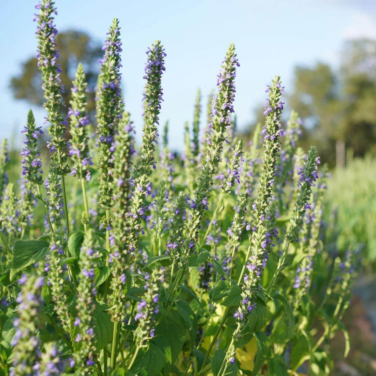 Chia Plant Seeds - Heirloom Herbal Plant for Home Gardens